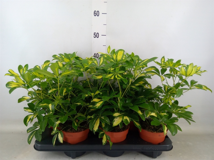 <h4>Schefflera arbor. 'Gerda'</h4>
