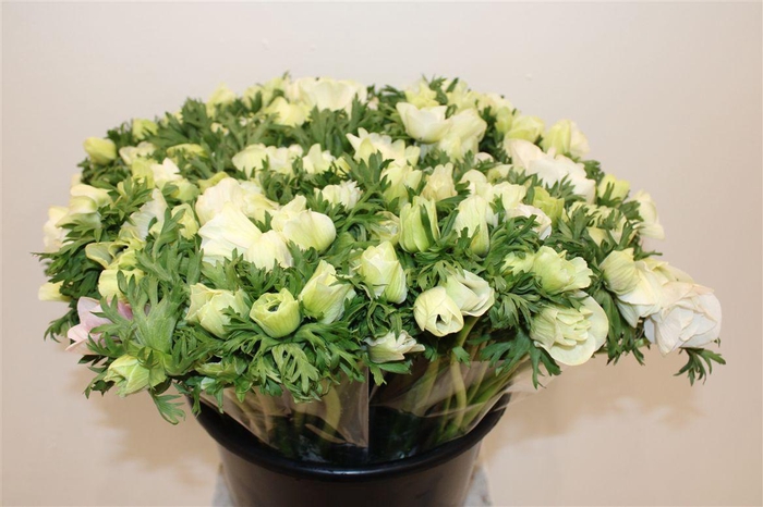 <h4>Anemoon White</h4>