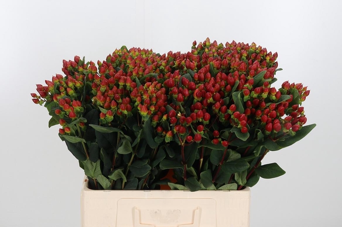 <h4>Hyp Mag Brown</h4>