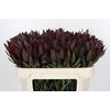 Leucadendron Saf Sunset Dark R.