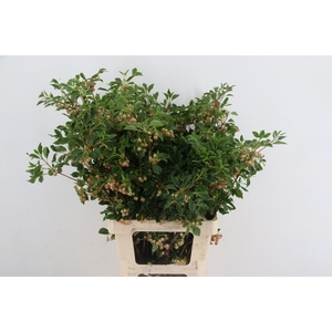 ENKIANTHUS BLOEIEND 060CM