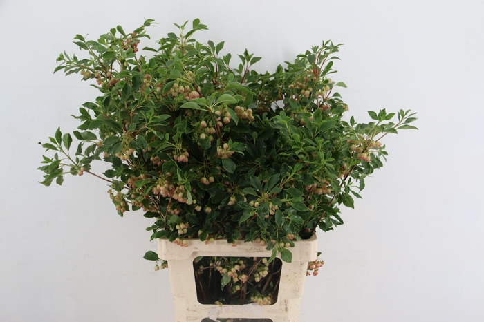 <h4>ENKIANTHUS BLOEIEND 060CM</h4>