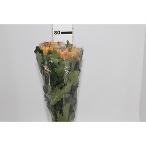 ANASTASIA DARK FUEGO 080 CM