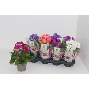 PRIM OB SWEETK A GEM