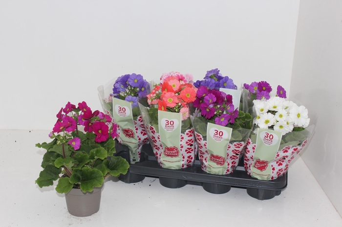 <h4>PRIM OB SWEETK A GEM</h4>