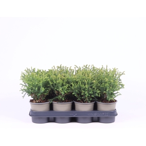 Thuja Mr. Bowling Ball