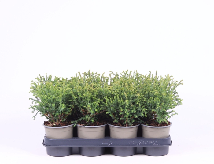 <h4>Thuja Mr. Bowling Ball</h4>