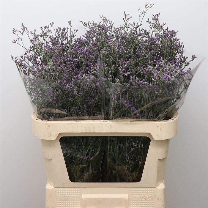 Limonium Skylight