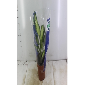 DIEFFENBACHIA VARIADO P17
