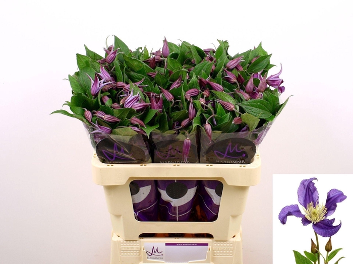 <h4>CLEMATIS DIVERSIF. 'BLUE PIROUETTE'</h4>