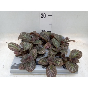Episcia   ...