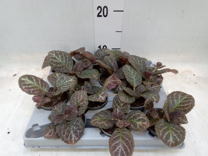 <h4>Episcia   ...</h4>