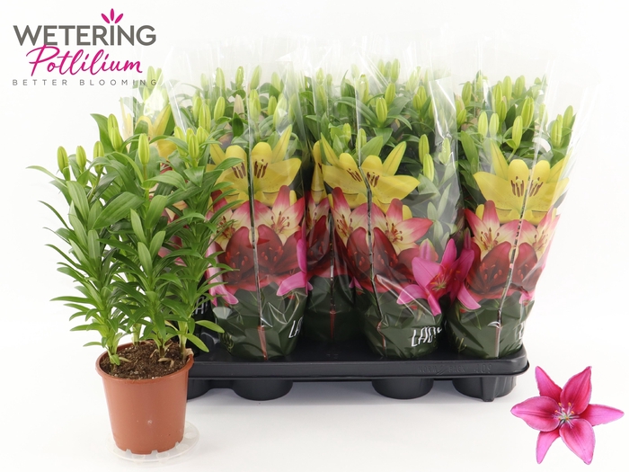 <h4>LIL AS TINY PEARL</h4>