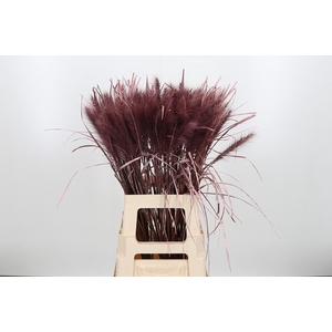 Pennisetum Kl Bh Rose Goud