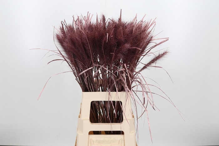 <h4>Pennisetum Kl Bh Rose Goud</h4>