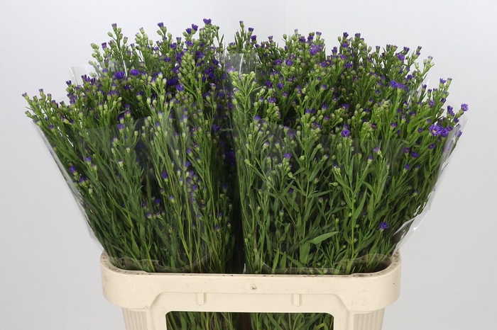 <h4>Aster Casamare</h4>