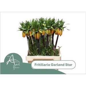 Frit Im Garlant Star