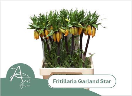 <h4>Frit Im Garlant Star</h4>