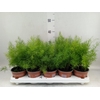 Asparagus dens. 'Sprengeri'
