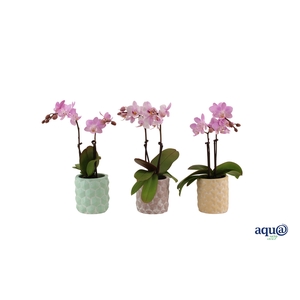 3D Keramiek Tiny Dolls Roze 2T10+ Aqu@