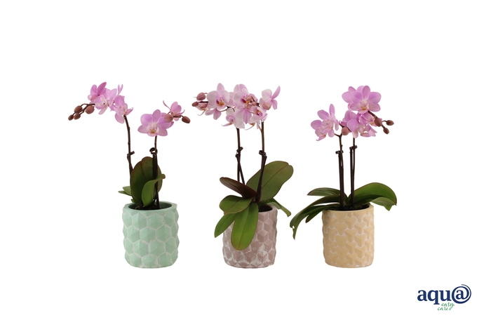 <h4>3D Keramiek Tiny Dolls Roze 2T10+ Aqu@</h4>