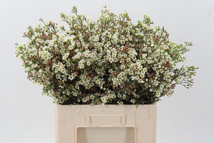 <h4>Chame Marlene</h4>