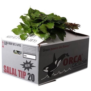 Salal Tip Orca Exclusive