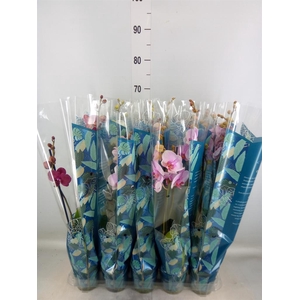 Phalaenopsis   ...mix  5