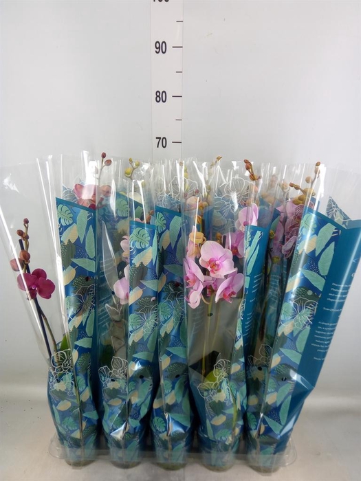 <h4>Phalaenopsis   ...mix  5</h4>