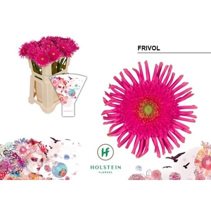 Gerbera Pasta Frivol Water x40