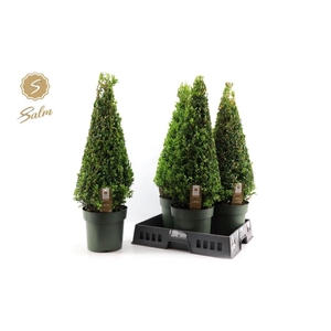 BUXU SEMPERVIRENS