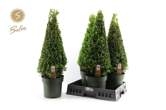 <h4>BUXU SEMPERVIRENS</h4>