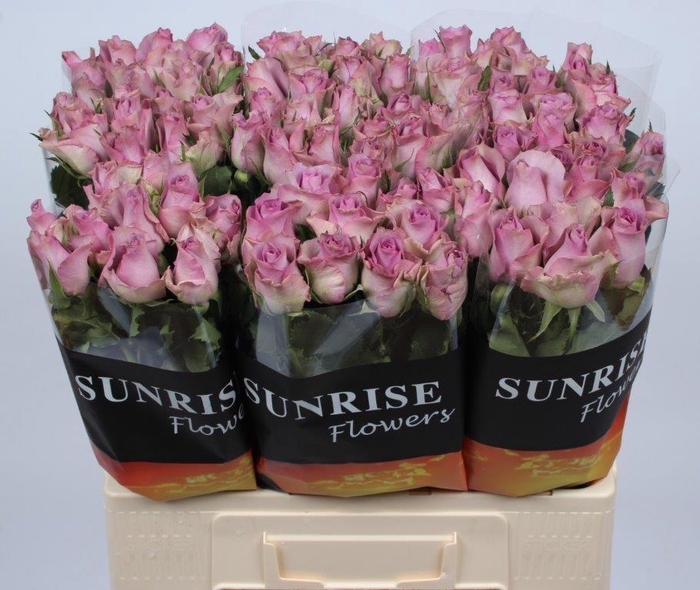 <h4>R GR NIGHTINGALE!</h4>