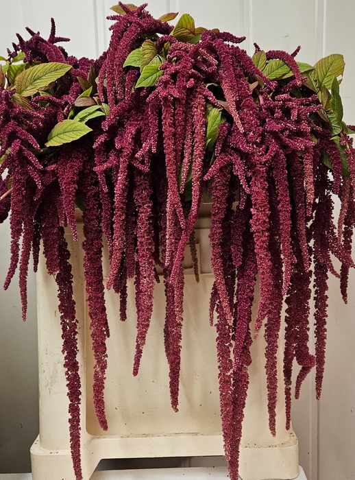 <h4>AMAR CA RED CORD</h4>