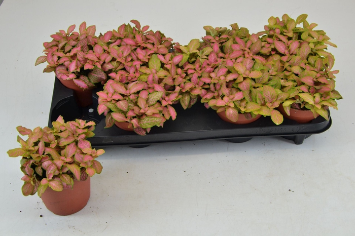 Fittonia