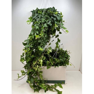 Hedera helix Mein Herz 24Ø 120cm