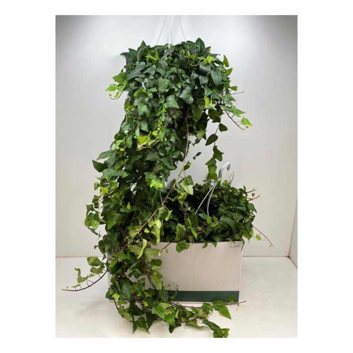 <h4>Hedera helix Mein Herz 24Ø 120cm</h4>