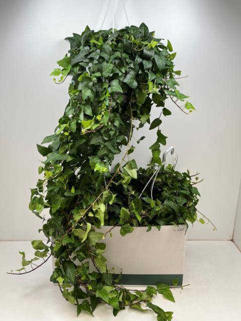 Hedera helix Mein Herz 24Ø 120cm