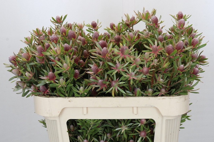 Leucadendron Ayoba Star Pearl