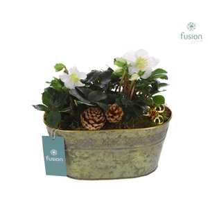 Schaal Zink ovaal Medium Kerst met Helleborus