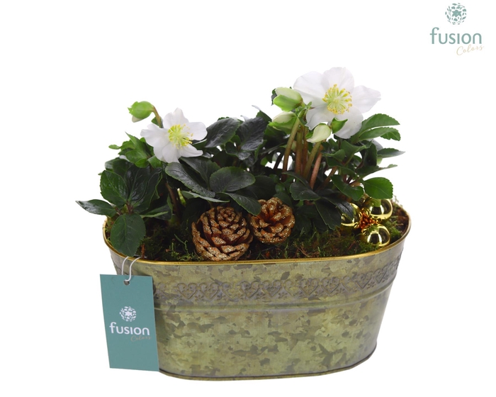 <h4>Schaal Zink ovaal Medium Kerst met Helleborus</h4>