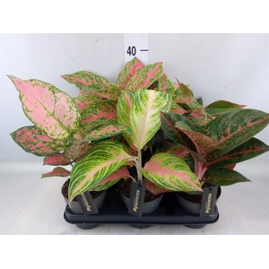 Aglaonema   ...