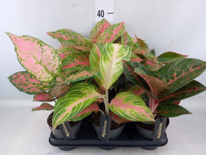 <h4>Aglaonema   ...</h4>