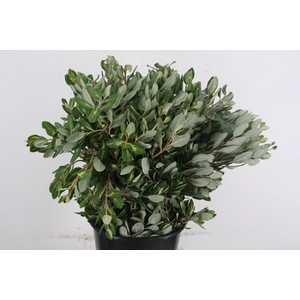 PITTO RALPHY VARIEGATED 200GR