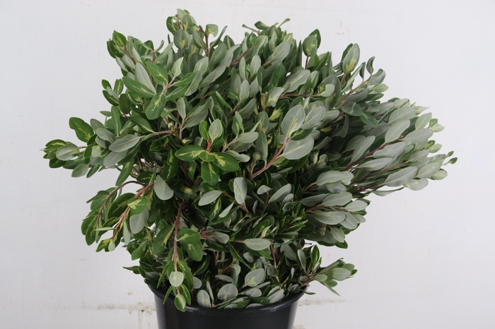 <h4>PITTO RALPHY VARIEGATED 200GR</h4>