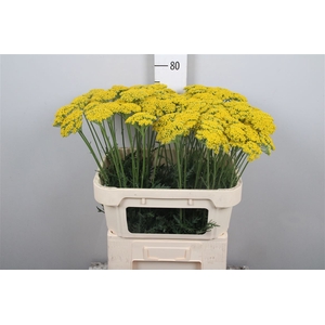 Achil F Parker Variety