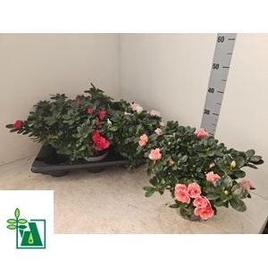<h4>RHODO SI GEM</h4>