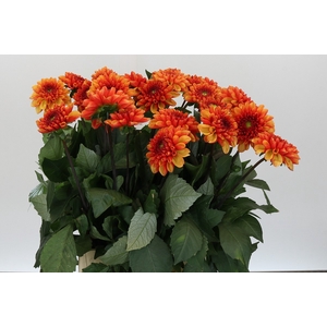 Dahlia American Sunset