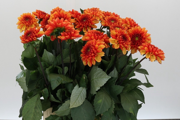 <h4>Dahlia American Sunset</h4>