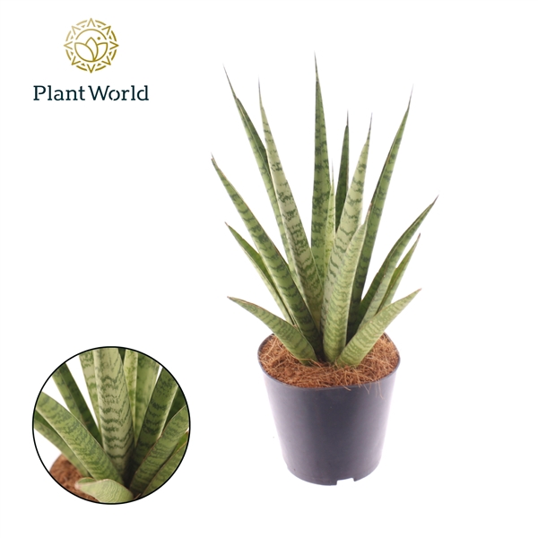 <h4>Sansevieria 'trifciata' Pineapple</h4>
